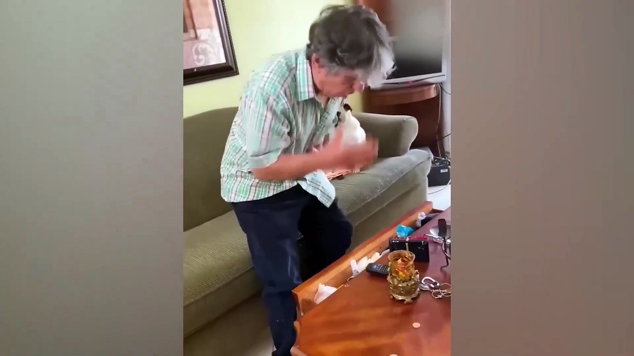 Silly Cats and Dogs of the Month Part 1 __ Funniest Animals 2022