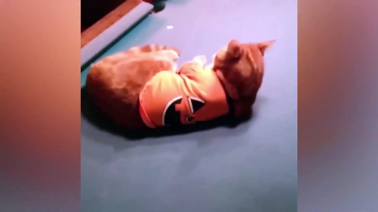 Silly Cats and Dogs of the Month Part 2 __ Funniest Animals 2022