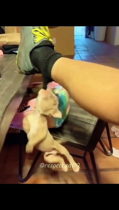 #funny #funnyvideos #pet #pets #dog #cat #animal #animals #fypシ #petlover #foryou