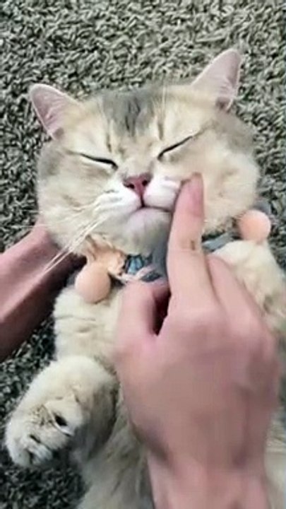  Rules are not for cats!  #2