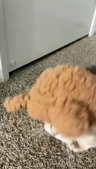  Rules are not for cats!  #4