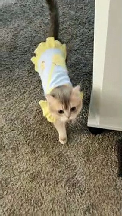 Rules are not for cats!  #5