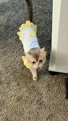  Rules are not for cats!  #5