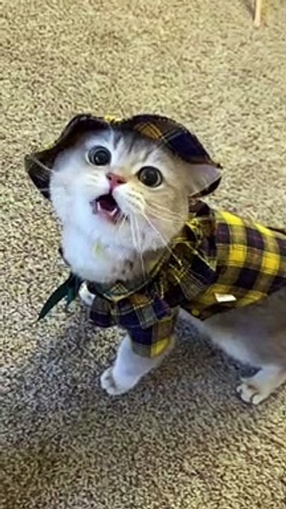  Rules are not for cats!  #6