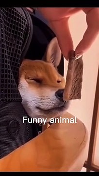 #cat #dog #animal #funnyanimals #funnyvideos #funny #catsof pets viral #foryou