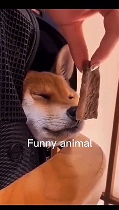 #cat #dog #animal #funnyanimals #funnyvideos #funny #catsof pets viral #foryou