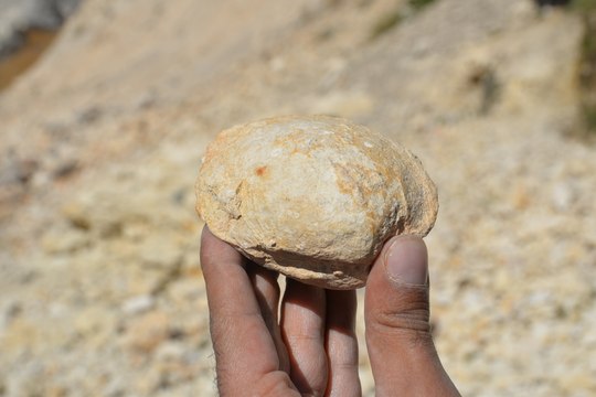 Mersin'de 35 milyon yıllık fosil bulundu