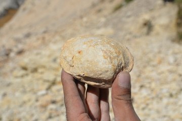 Mersin'de 35 milyon yıllık fosil bulundu