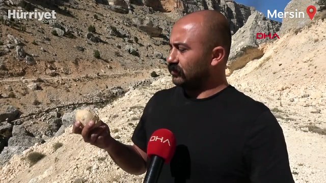 35 milyon yıllık midye fosili bulundu