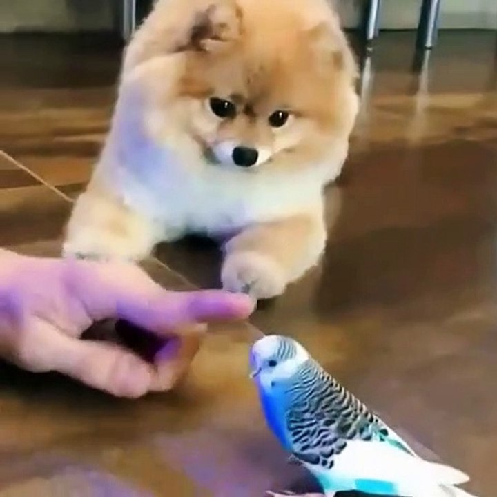Funny Moments Animals Lovers #9