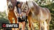 Gigantic 7ft horse weighing 3,000lbs has struck an unlikely friendship with a smaller horse - who was saved from being slaughtered
