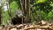 National Geographic Documentary - The Greatest Apex Predators on Earth - New Documentary HD 2018(240P)