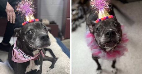 États-Unis : un refuge organise un adorable anniversaire surprise pour une chienne âgée et invite ses humains préférés