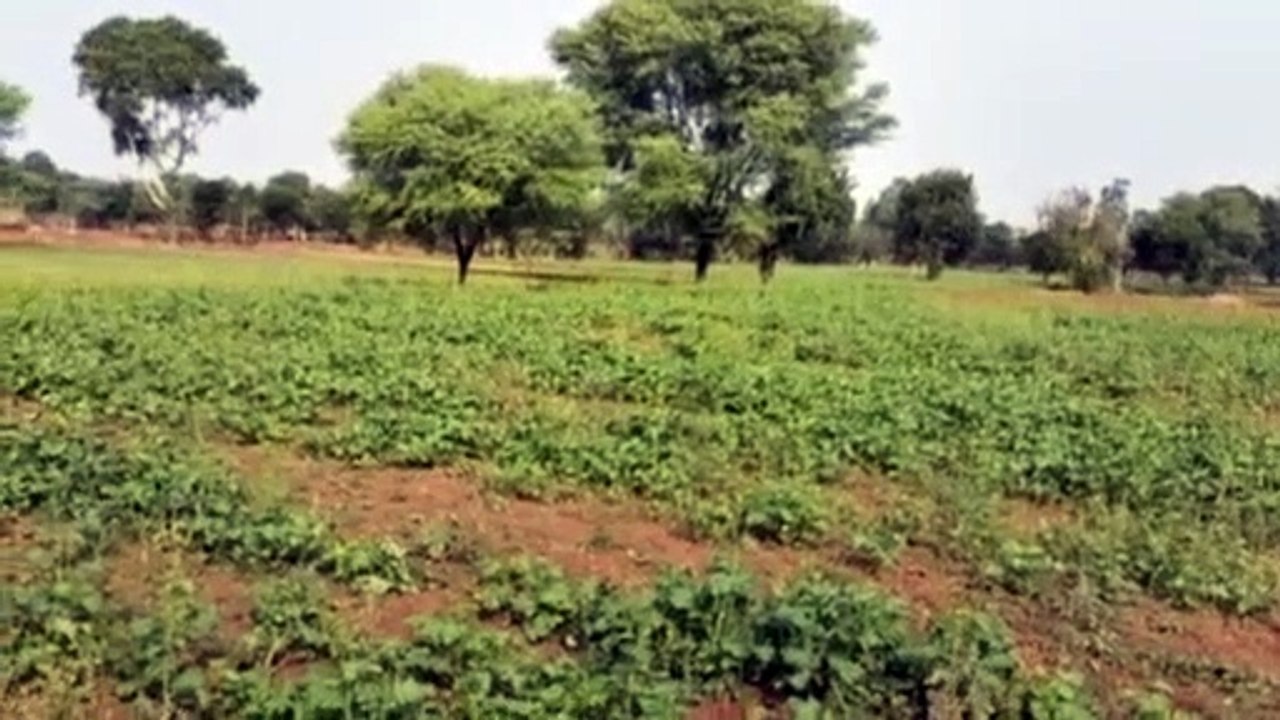 रबी की फसलों में अमृत बन बरसी मावठ