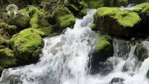 3 Hours of Piano Relaxing Music with Birds and Waterfall Sound For Sleeping, Studying, Healing, and Meditation