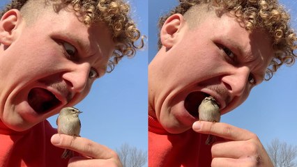 Chill bird shows ZERO FEAR when a prankish man puts it in his mouth