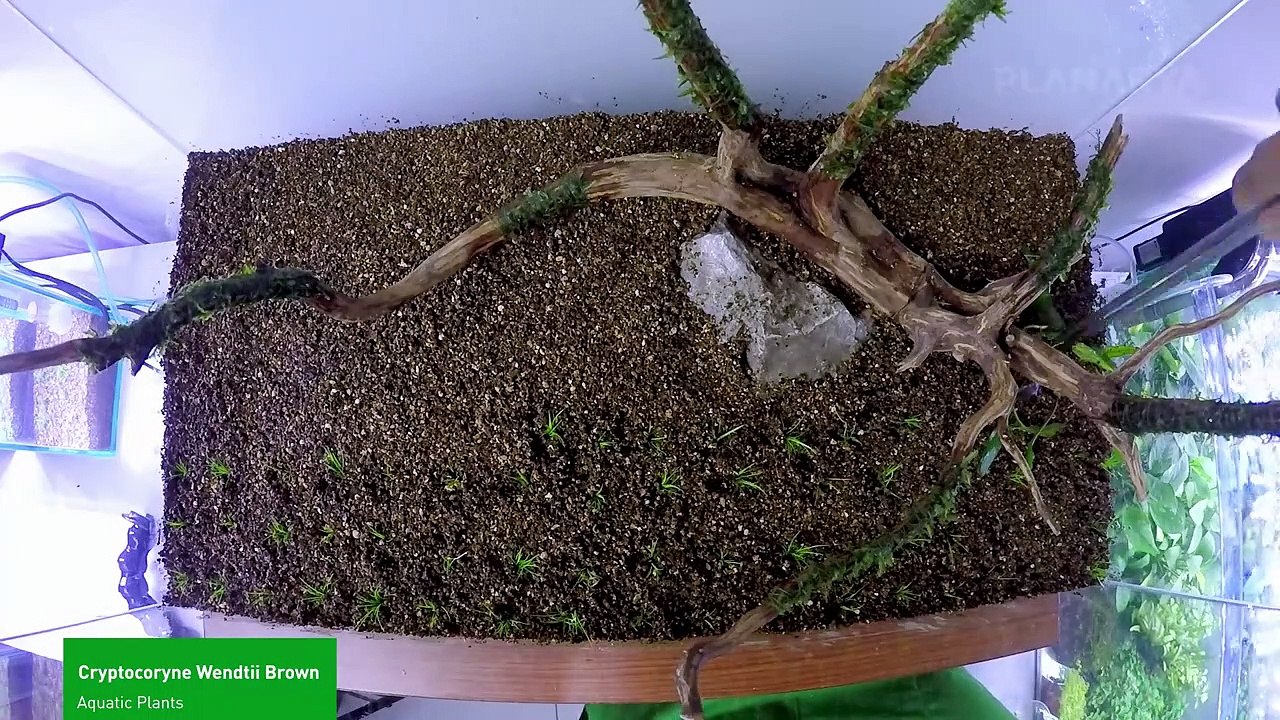 AQUASCAPE MAKING - STEP BY STEP