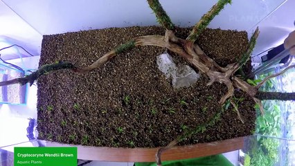 Ultimate Guide to Creating a Stunning Aquascape 🌿