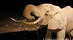 Drought kills hundreds of Kenyan elephants