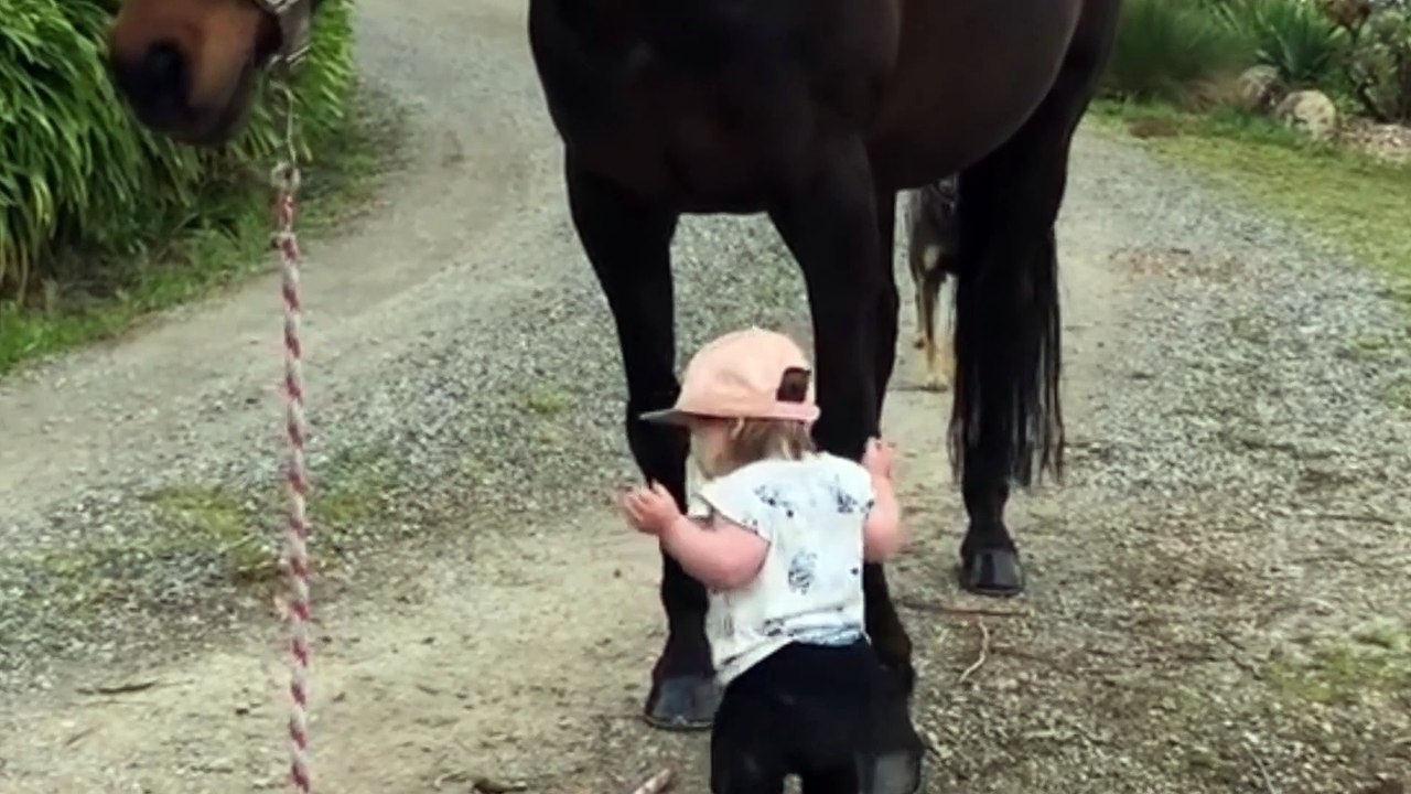 cute little girl leading the horse