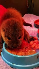 Otter rescued in Grantham now recovering at RSPCA Stapeley Grange