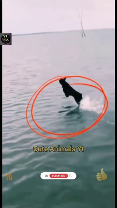 Funny Dog Videos 2022 | Intelligence Dogies | Viral Animal Videos | Cute Animals Yt