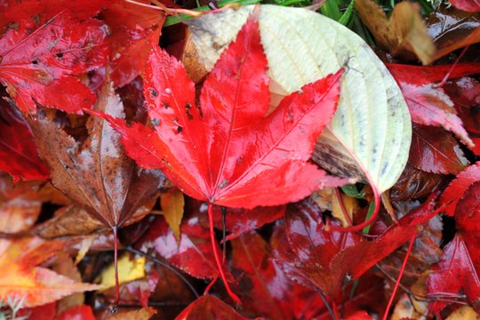 Beautiful autumnal scenes at National Trust's Petworth Park