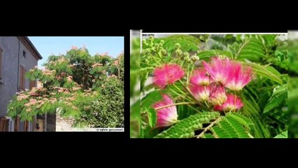 723 OÙ SE TROUVE LA CAUSE DE NOS SOUFFRANCES D ' ACACIA du JAPON AUX AUX FLEUR DE LYS DES DÉSERTS
