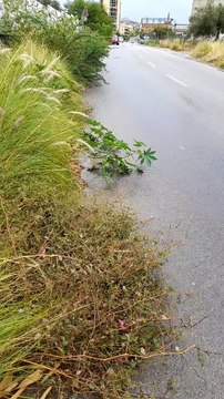 Palermo, Sos dagli abitanti di Sferracavallo: il by-pass tra erbacce e buio e senza marciapiedi