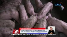 Pag-angkat ng processed animal proteins mula sa mga bansang apektado ng ASF, ikinabahala ng ilang local producer | 24 Oras