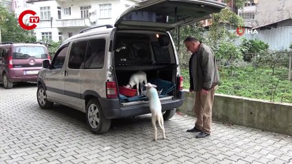 Öksüz kalan kuzulara evlerinde bebek gibi bakıyorlar