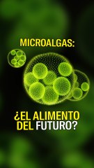MIcroalgas: ¿El alimento del futuro?