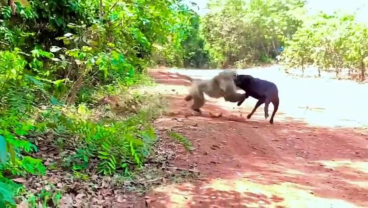 Monkey vs dog real fight   l funny video l comedy videos