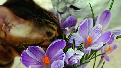 The Funny Cat has  the flowers Playing with The cat.