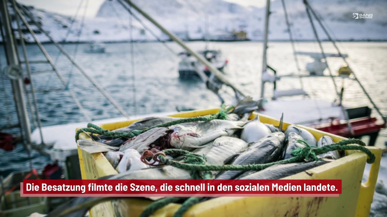 Neuseeland: Ein Hai springt auf ein Fischerboot