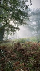 A forest I never get tired of ....#sweden_photolovers  #sverige #sweden #bestnatureshot  #nature_brillianc...unriseoftheday #sunrisephotography #sunrise #naturelovers #forest #forestlovers #tree_magic #tree_brilliance #magic_forest