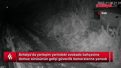 Avokado bahçesine giren domuz sürüsü kamerada