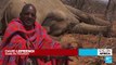 Drought in Kenya: Wildlife desappears as temperatures rise
