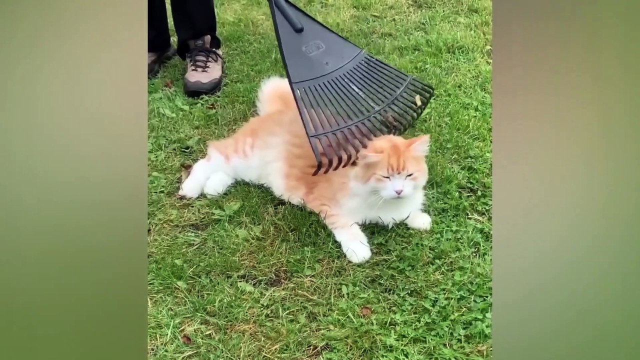 funny animal videos2