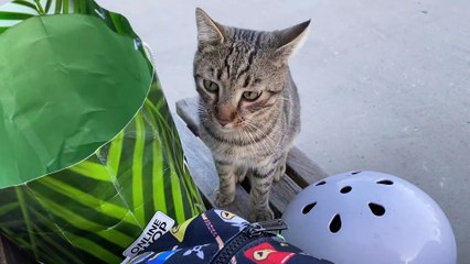 Stray Cat Climbs into Person's Bag