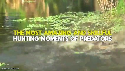 ( Delete ) The Most Amazing And Skillful Hunting Moments Of Predators