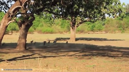 12 Merciless And Cruel Moments Of African Wild Dogs Hunting