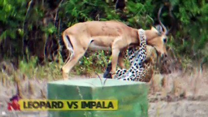Weird Animal Hunts By Predators When They Are Hungry