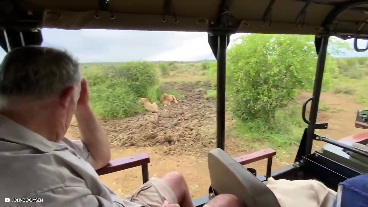 Indigestible Moments Of Animals Eating Their Preys Alive video