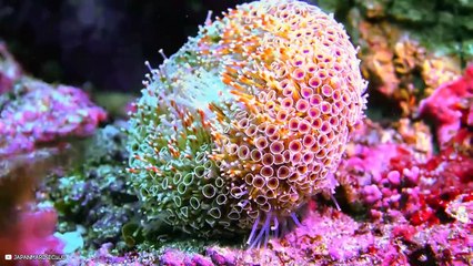 Top 15 Surprisingly Strong And Dangerous Animals