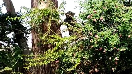 15 Tragic Moments When Animals Get Electrocuted