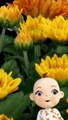 Babsy Baby Loves Beautiful Blooming Flowers Timelapse ❤️ Orange Chrysanthemum 