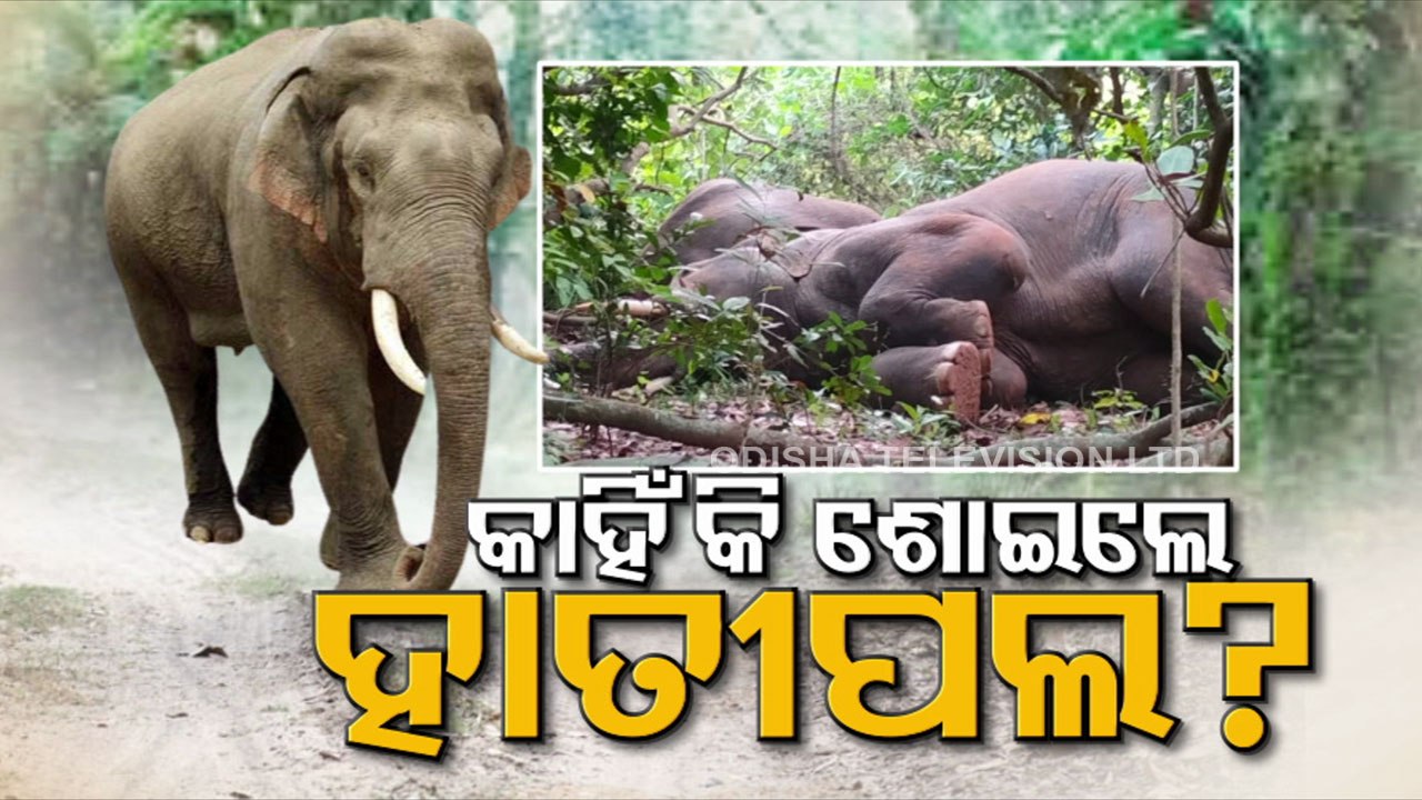 Wild elephants sleeping peacefully after feasting in a paddy field #watch
