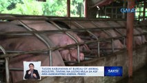 Ilang local pork producer, ikinabahala ang pag-aangkat ng processed animal proteins mula sa mga bansang apektado ng ASF | Saksi