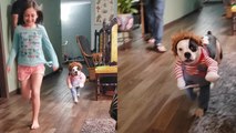Excited dog BREAKS the cuteness scale by running in her funny 'Chucky' costume